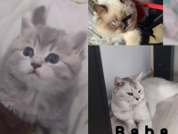 British shorthair silver açıklamayı okuyun
