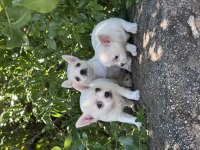Irk Ve Sağlık Garantili Chihuahua Yavrular
