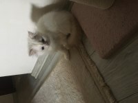 4 aylık erkek yavru british longhair acil