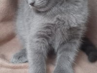 Ankarada orijinal scottish fold yavruları 45 günlük