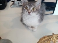 Küçük sevimli british shorthair yavrumuza yuva arıyoruz