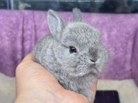 CÜCE TAVŞANLAR NETHERLAND DWARF YAVRULARIMIZ