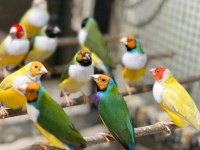 Goldian finch takım tek tek