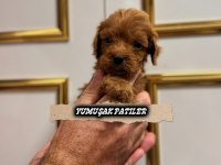 Toy Poodle Yavrumuz