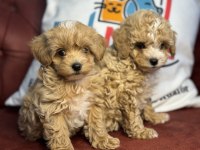 Ankaranın en seçkin kore maltipoo yavruları