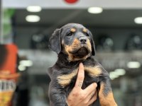 Irk garantili rottweiler yavrular