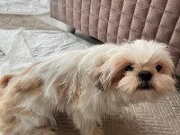 6 Aylık Safkan Dişi Shih-Tzu (Şitsu) Yuvasını Arıyor