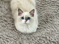 Ragdoll bebeklerimiz