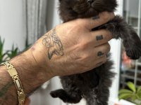 Orjinal sağlıklı british longhair