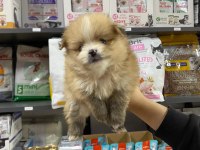 Erkek Bebek Pomeranian