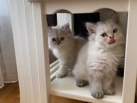 Safkan British Longhair Bluepoint Dişi Yavrular