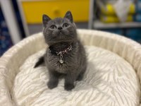 Safkan british shorthair bebekler