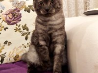 2 Aylık British Shorthair
