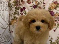 MALTİPOO DİŞİ ERKEK YAVRULARIMIZ