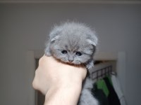 Dünyalar tatlısı ömürlük scottish fold dostlar