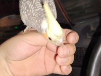 Yavru sultan papağanı ele kafaya alışkın