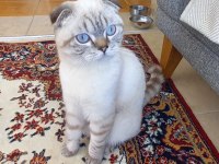 Güzel scottish fold kızım