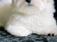 Maltese Terrier Yavrularımız Canlı Görerek Alabilirsiniz