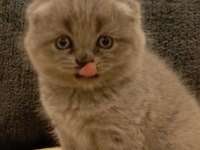 Dişi scottish fold yavrular