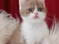 British Shorthair Bebekler Yeni Ailesini Arıyor