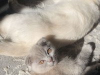 5 aylık scottish fold lilac yavrumuz