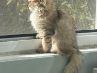 Golden british longhair