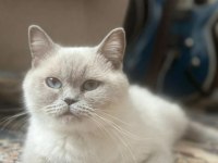 EV KEDİSİ BRİTİSH VE SCOTTİSH FOLD ! İzmir - Manisa