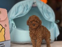 Poodle kalite asla tesadüf değildir