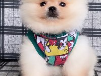 Pomeranian boo Ayı yüz