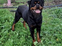 A şecereli üretim izinli korumacı erkek rottweiler