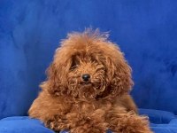 Erkek Toy Poodle