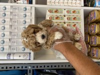 Particolor poodle yavrular yeni evini bekliyor