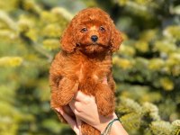 Erkek toy poodle tarçınımız