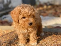 Baby Yavrular Yeni Yuvalarını Bekliyor Toy Poodle