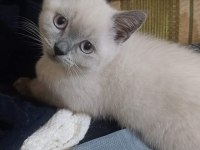 Çok Akıllı Kucak Kedisi Sevgi Manyağı Yavrularımız