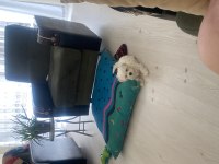 2 Aylık Erkek Maltese Terrier