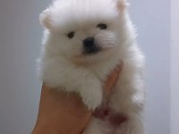 Pomeranian boo beyaz erkek