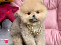 Sevimli Pomeranian Boo Yavrularımız