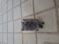 65 günlük dişi british shorthair yavru