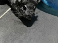 Chinchilla 4 Aylık