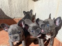 FRENCH BULLDOG YAVRULARI