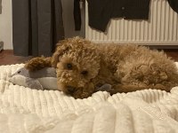 6 Aylık Aşıları Tam Toy Poodle