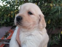 Golden Retriever yavrularımız ırk garantilidir