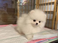 Muhteşem güzellik pomeranian köpekler