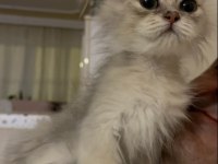 2 Aylık British Longhair Bebeğimiz