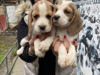 Sağlık ve ırk garantili safkan beagle yavrularım