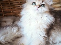 3 buçuk aylık dişi british longhair