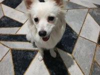 Bella isimli dişi köpeğimize yuva arıyorum ücretli