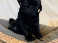 Pug Yavrular İster Elden Teslim İster Kapıya Teslim