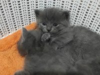 Russian blue kedimiz ev arıyor